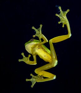 Tiny webbed feet window