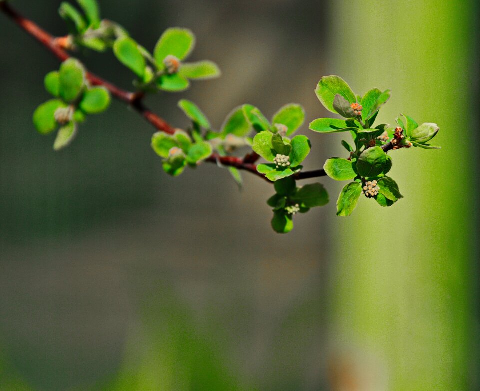 Plant foliage branch