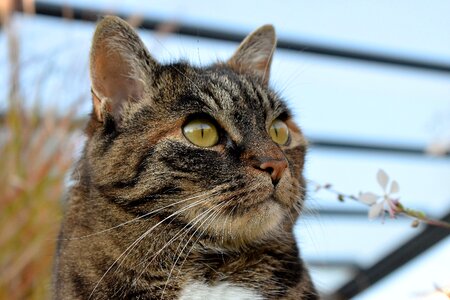 Pet domestic cat cat's eyes