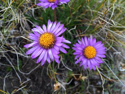 Alpine aster flora