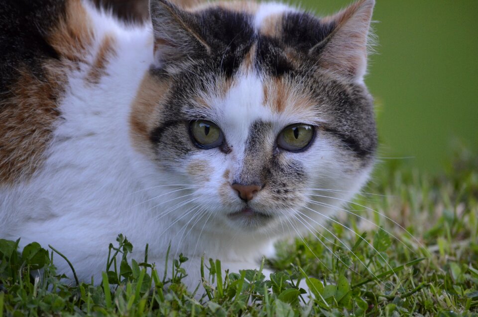 Animals hildegard lucky cat