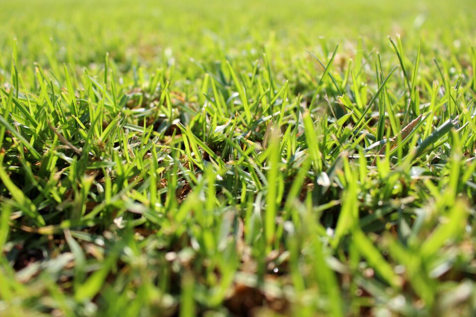 Garden landscape green