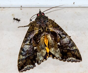 Insect brown black