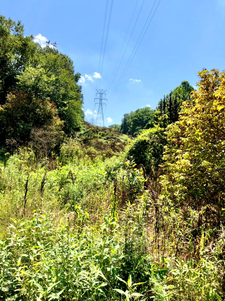 Power Line, Devou Park, Ludlow Lagoon, Ludlow, KY 