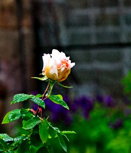 Petals garden plant after the rain