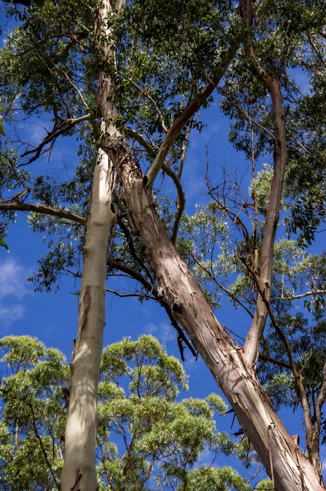 Tree trunk forest