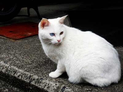 White cat cat heterochromia iridum