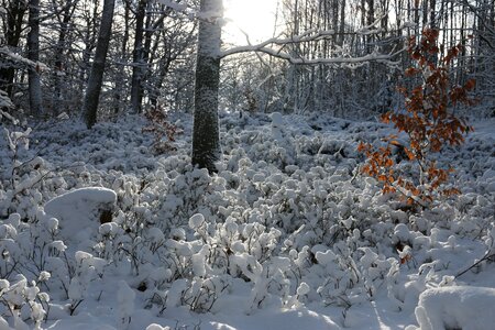 Winter trees snowy photo