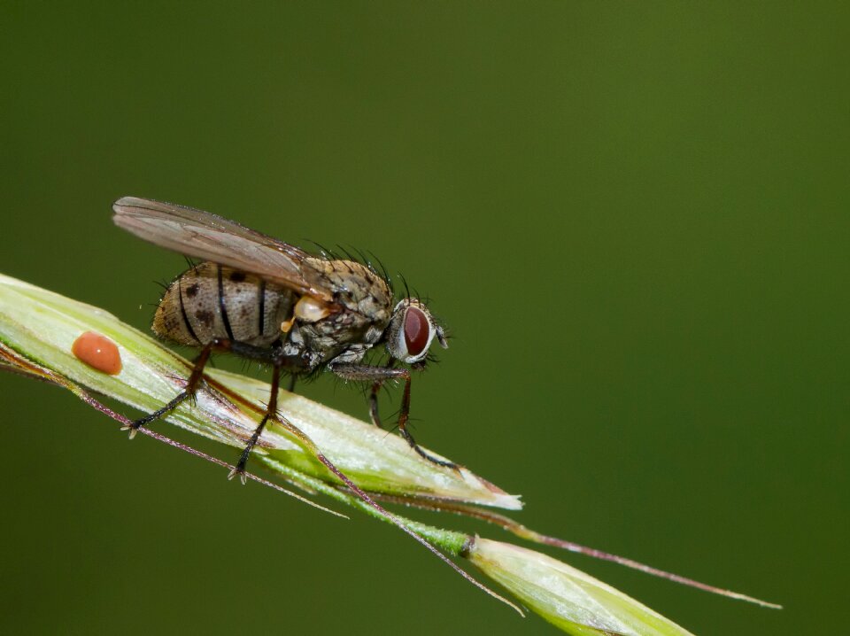 Insect macro vermin