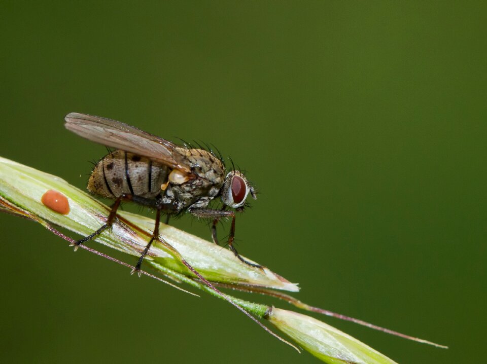 Insect macro vermin photo