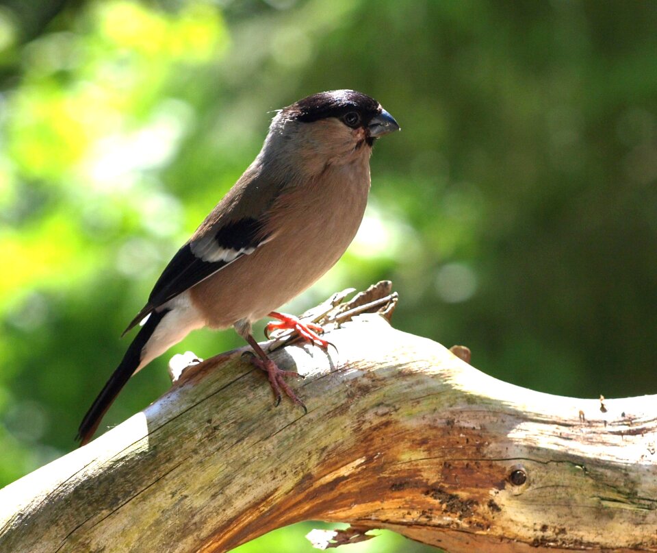 Pyrrhula songbird nature