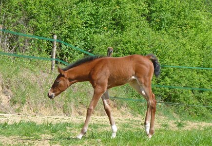 Horses breeding petit