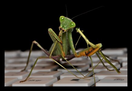 Praying mantis fishing locust mantodea photo