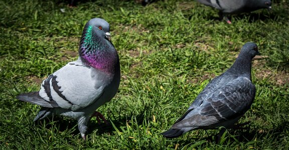 Seduce animal fluffed up photo