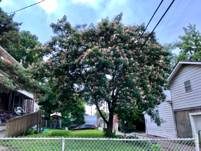 Mimosa Tree, Kenner Street, Ludlow, KY 
