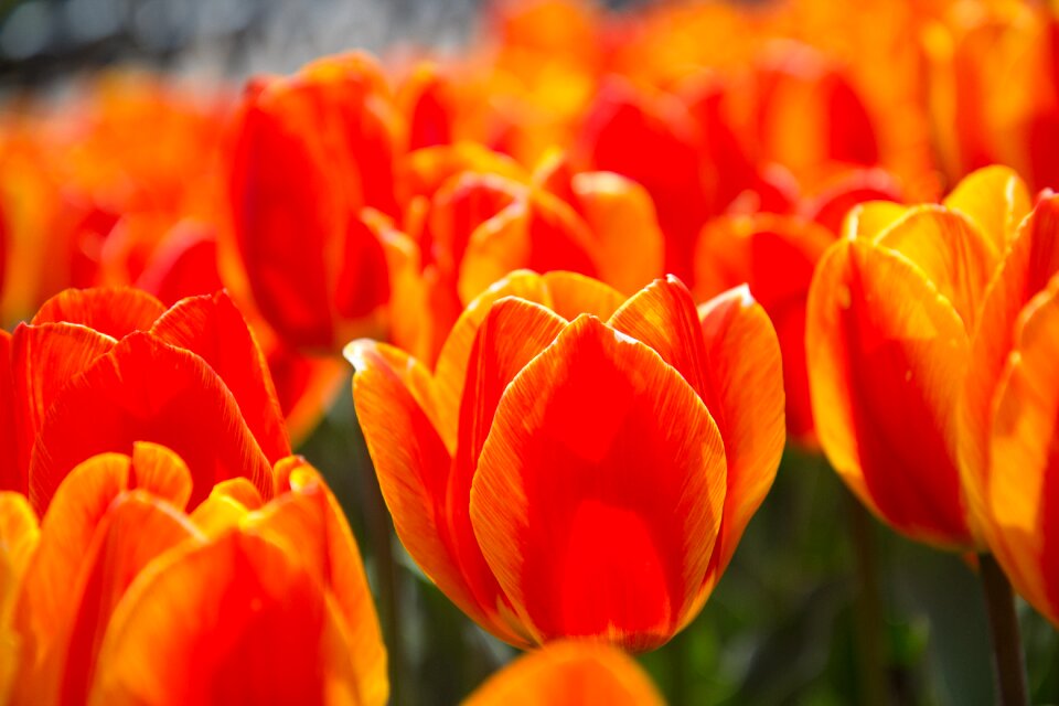 Tulip spring red flower