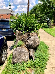 Old Tree Stump, Linden Street, Ludlow, KY 