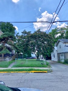 Mimosa Tree, Kenner Street, Ludlow, KY 