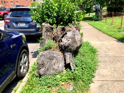 Old Tree Stump, Linden Street, Ludlow, KY 