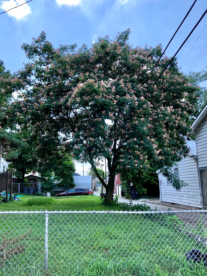 Mimosa Tree, Kenner Street, Ludlow, KY 