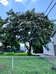 Mimosa Tree, Kenner Street, Ludlow, KY 