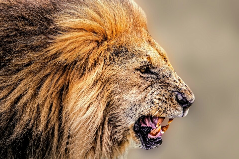 African safari safari beast