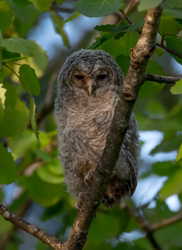 Bird animals the nature of the