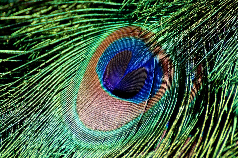 Feather peacock blue