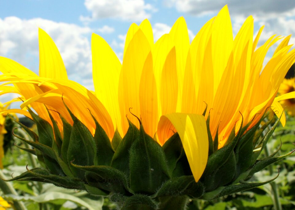 Sunflower flower yellow