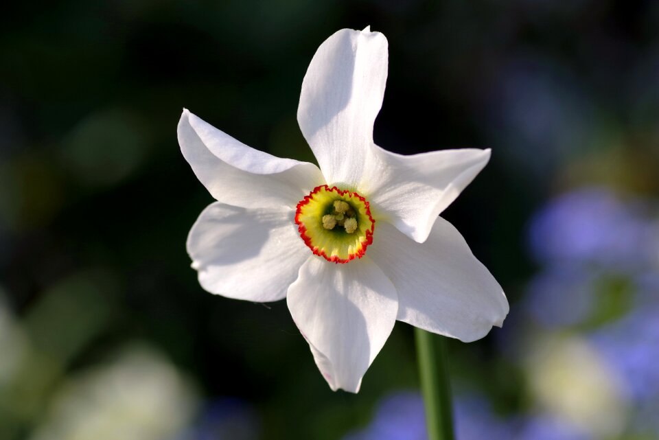 Flower single the highlighted