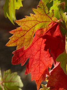 Autumn trasluz autumn leaves photo