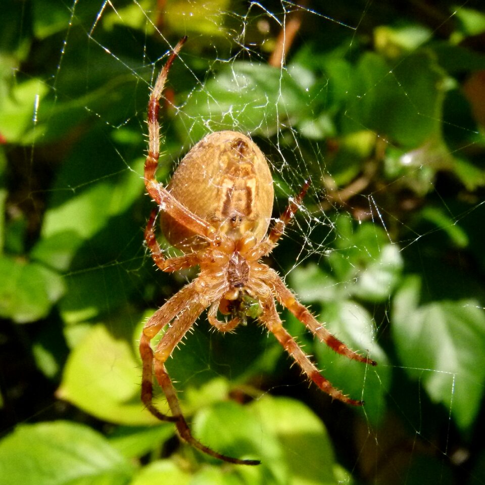 Spider cross-bearer arachnid leafy tree branch