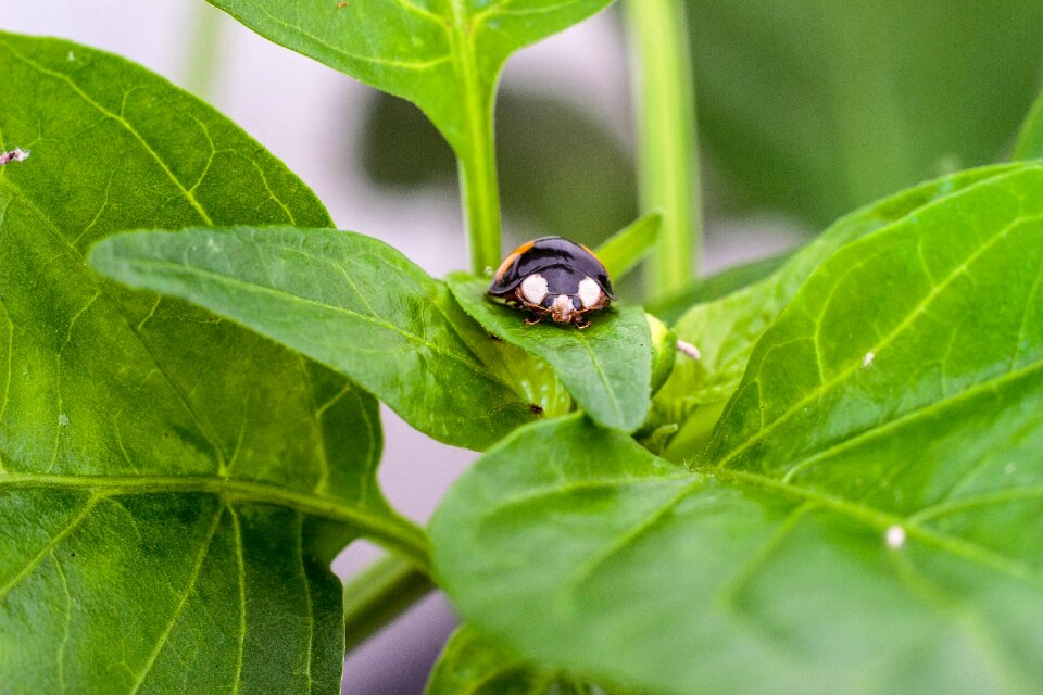 Krabbeltier plant maikäfer