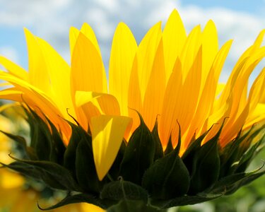 Sunflower flower yellow photo