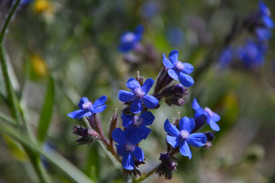 Flowers spring spring flowers