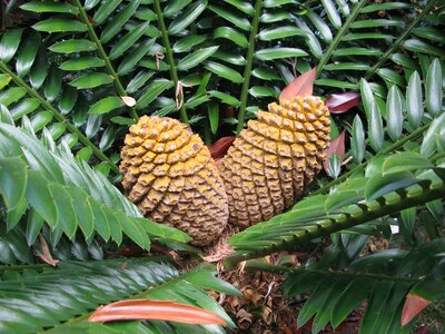 Cycas tap botanical garden