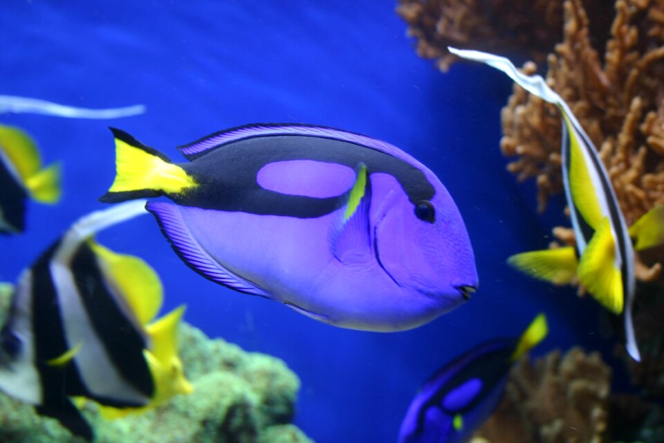 Dory blue life blue fish
