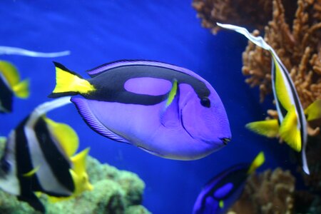 Dory blue life blue fish photo