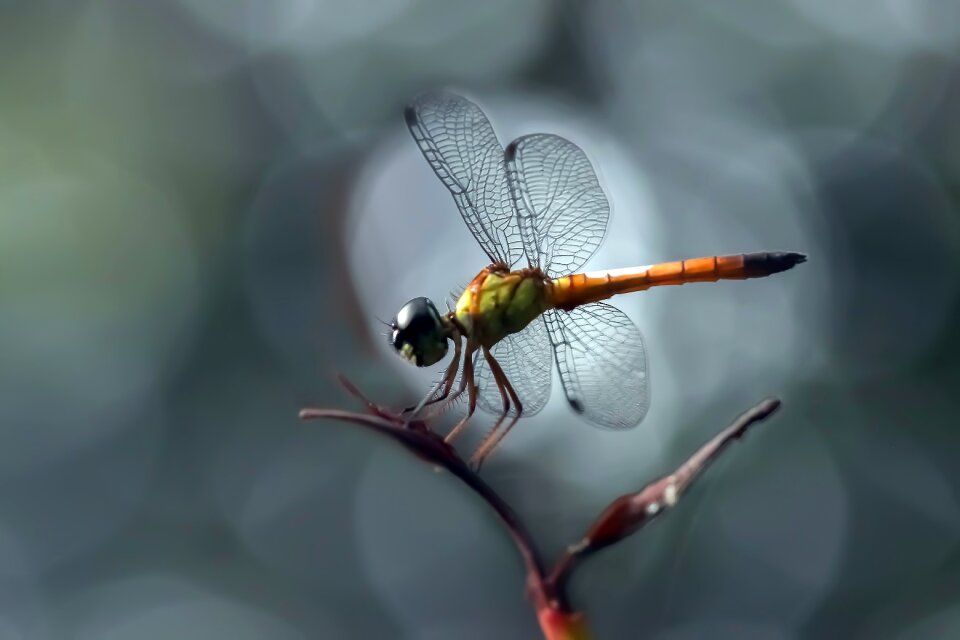 Wildlife fauna animal