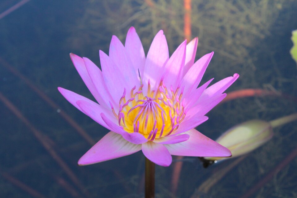Waterlily lily blossom