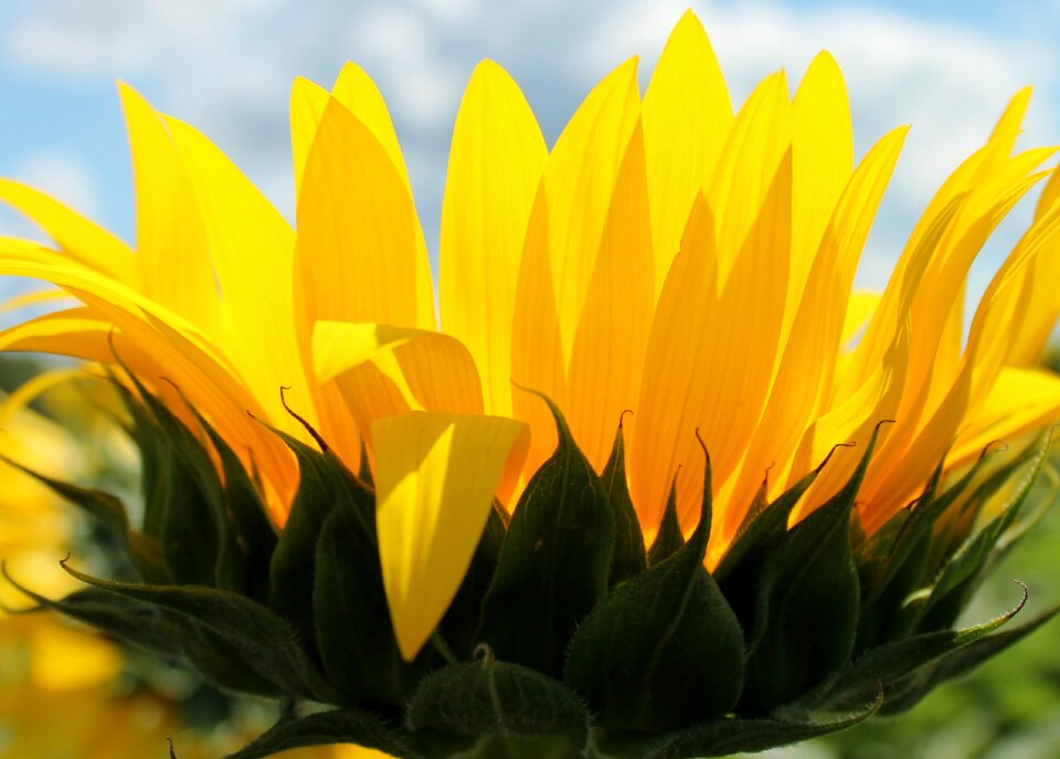 Sunflower flower yellow