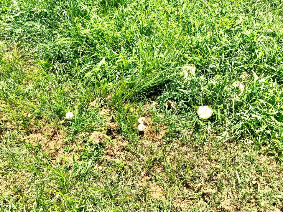 Mushrooms, Providence Way, Mansion Hill, Newport, KY 