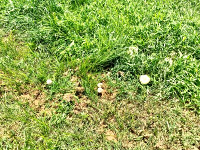 Mushrooms, Providence Way, Mansion Hill, Newport, KY 