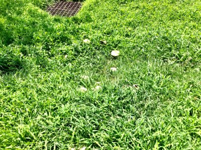 Mushrooms, Providence Way, Mansion Hill, Newport, KY 