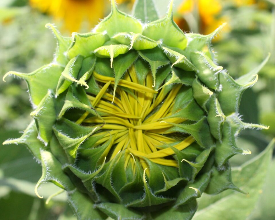 Flower bud green sunflower