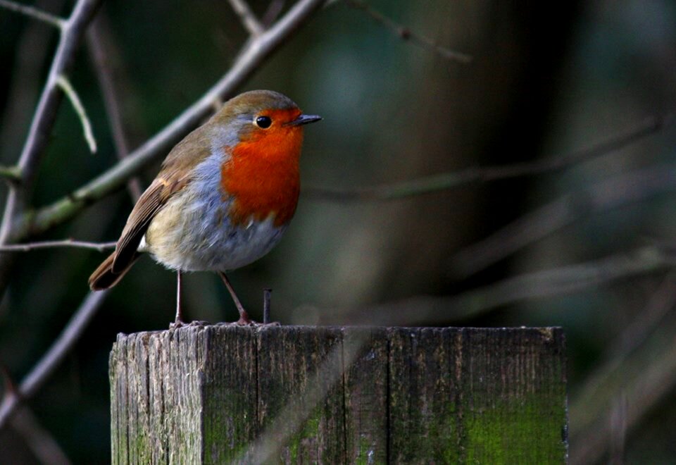 Nature red redbreast