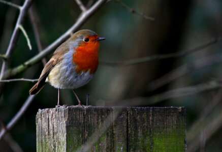Nature red redbreast
