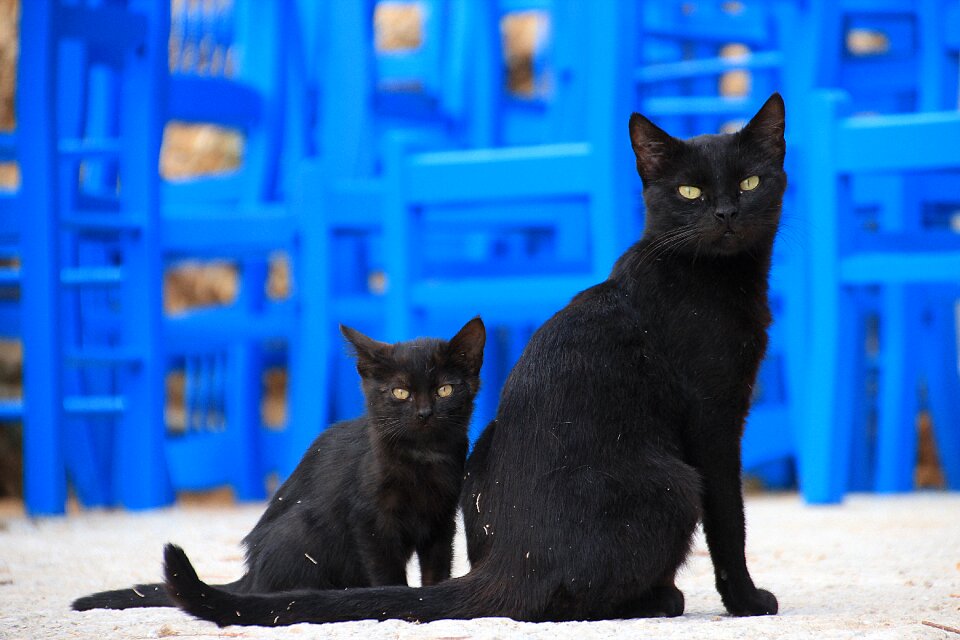 Greece animals animal world