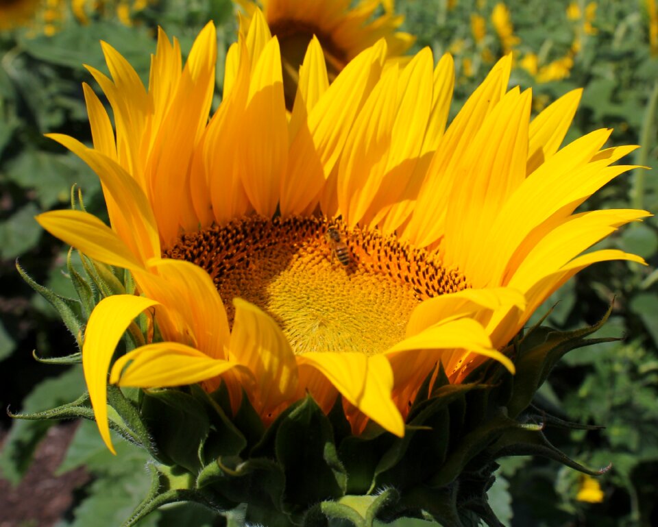 Bee beekeeping yellow