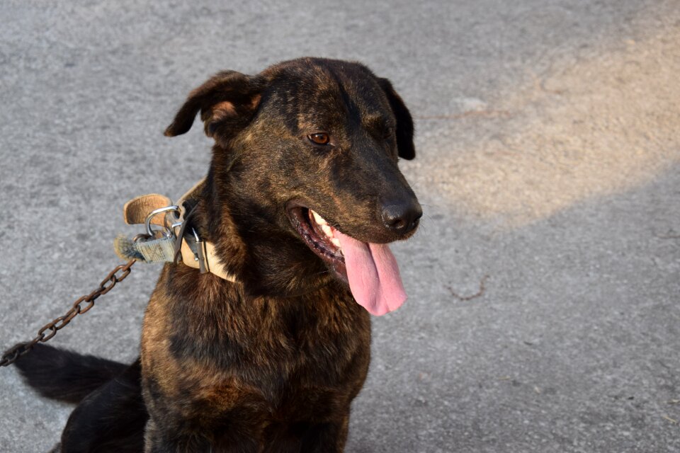 Dog chain black dog